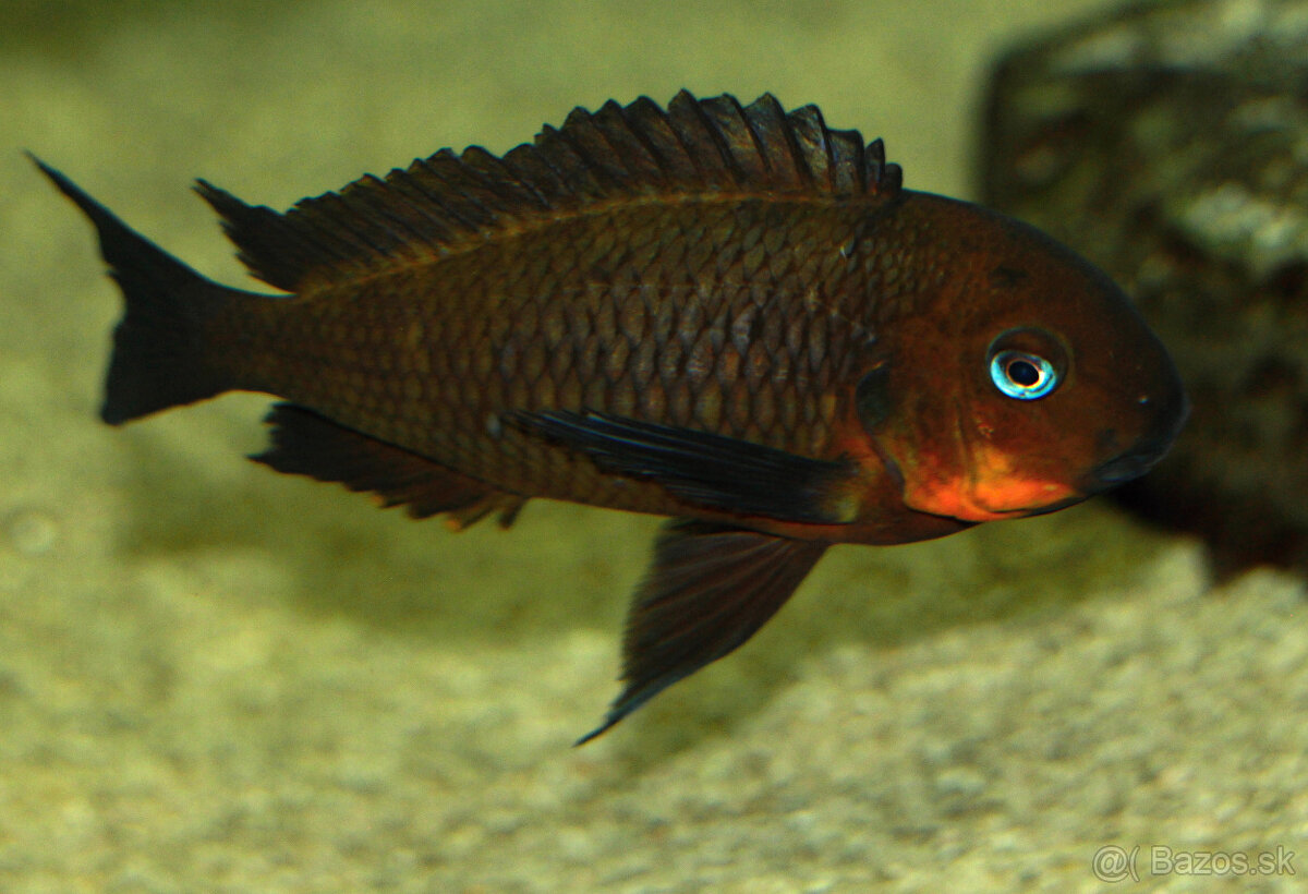 Tropheus mpimbwe red cheek - 5