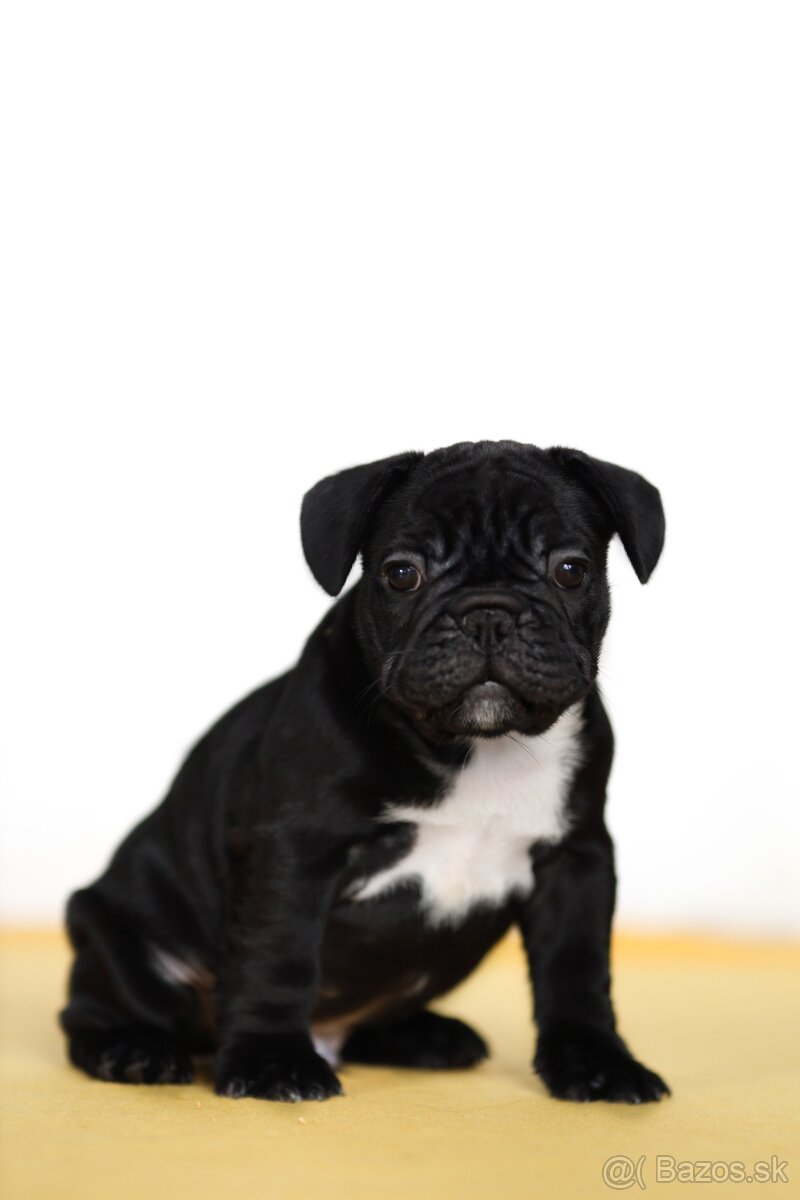 Francúzsky buldoček s PP, FCI - 5