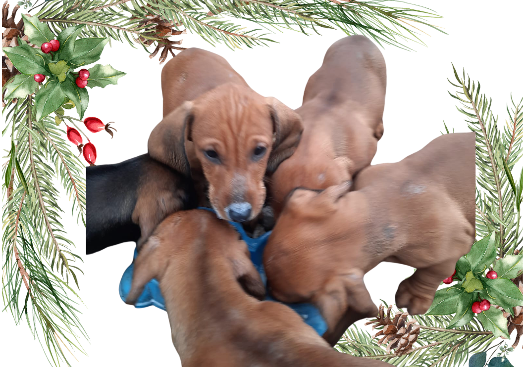 Predám šteniatka Jazvečík krátkosrstý - 5