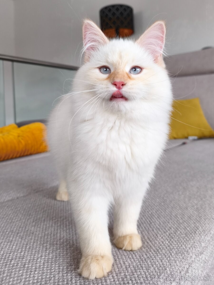 Mačiatka Neva Masquerade - 5