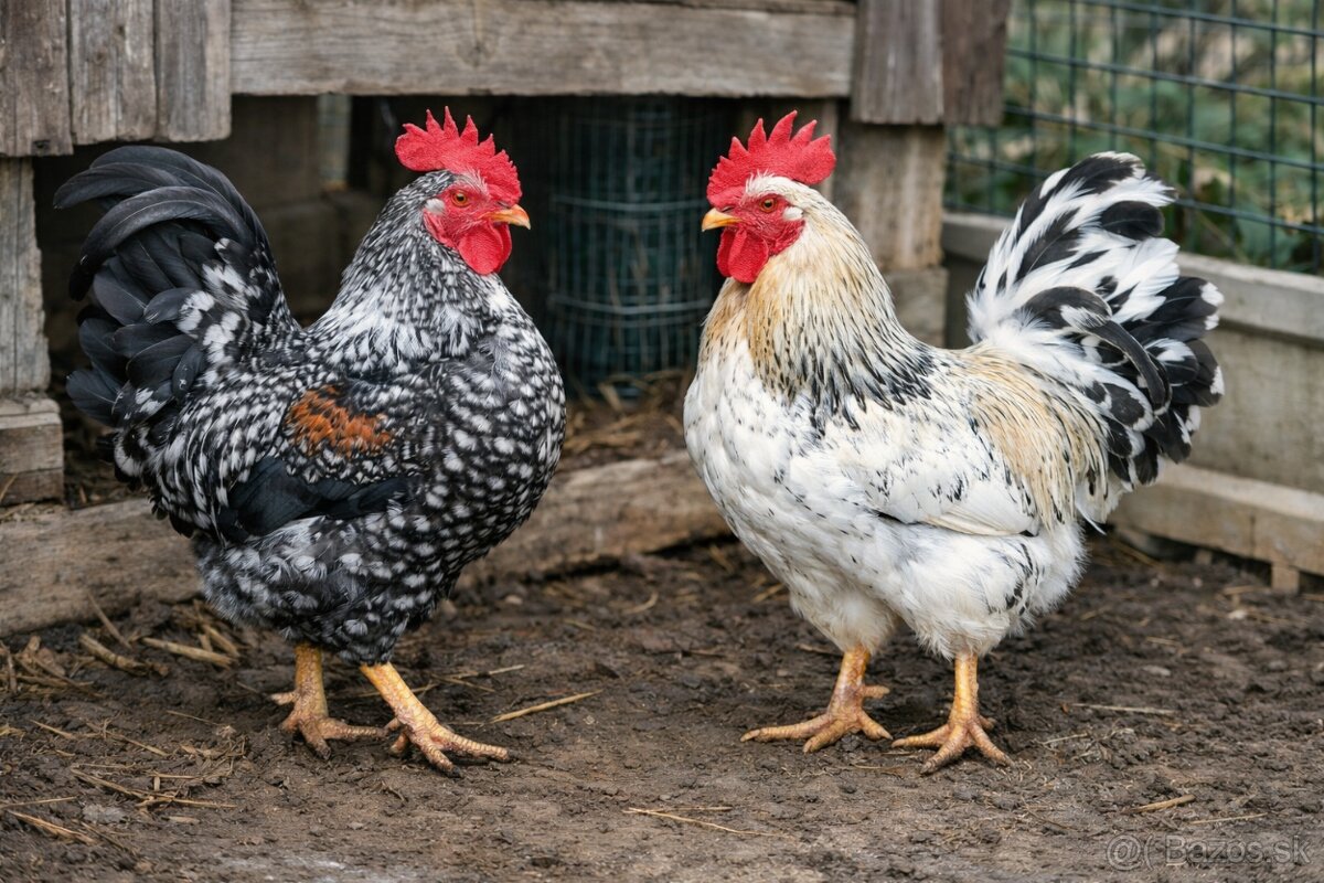 Predám mladé kohúty - 5