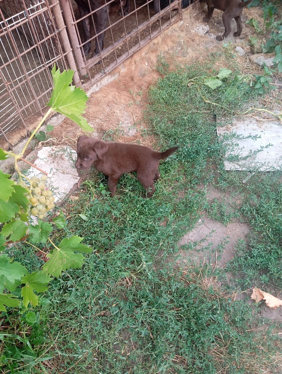 Šteniatka labradora - 5