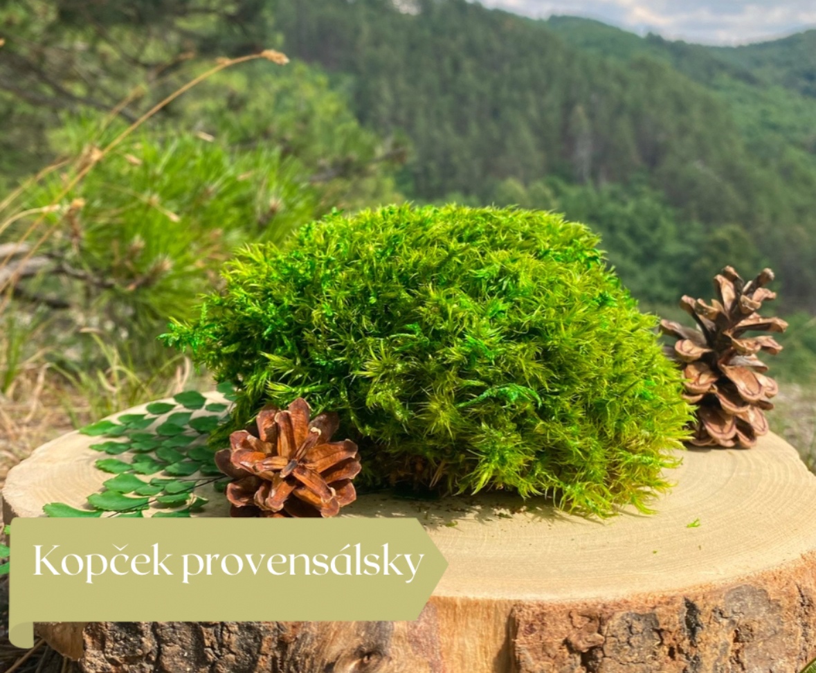 Stabilizovaný mach - 5