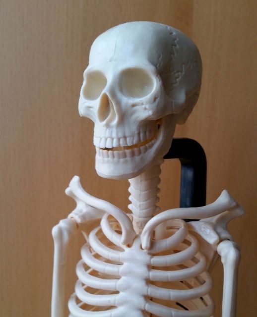 ľudská kostra az 46cm model na stôl - 5