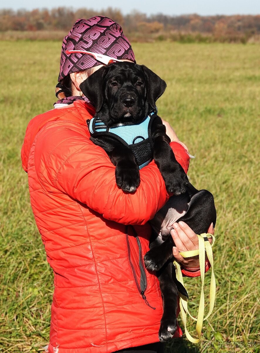 Tosa Inu - kluci k odběru - 5