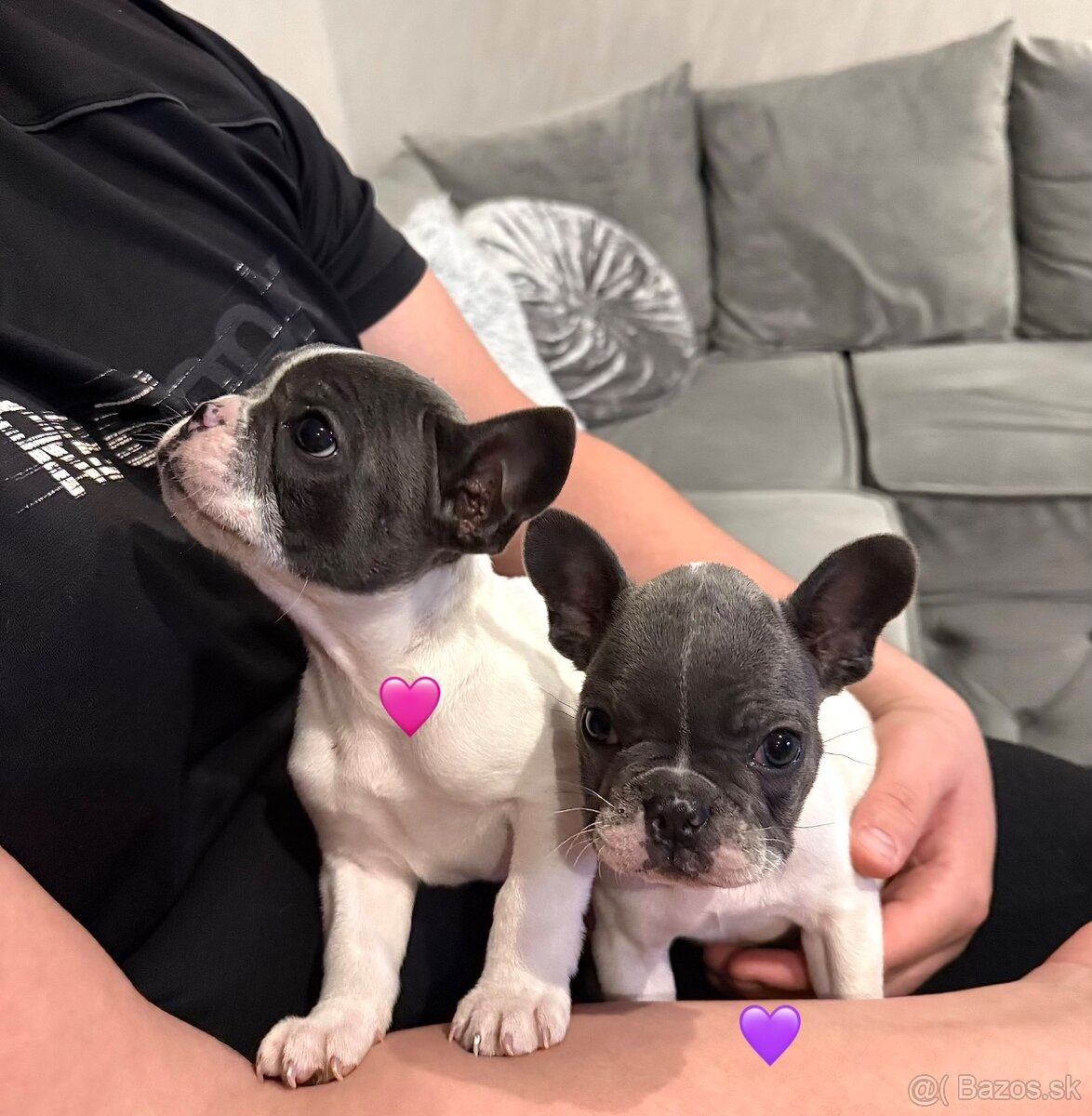 Francúzsky Buldoček Bielo Modrý - 5