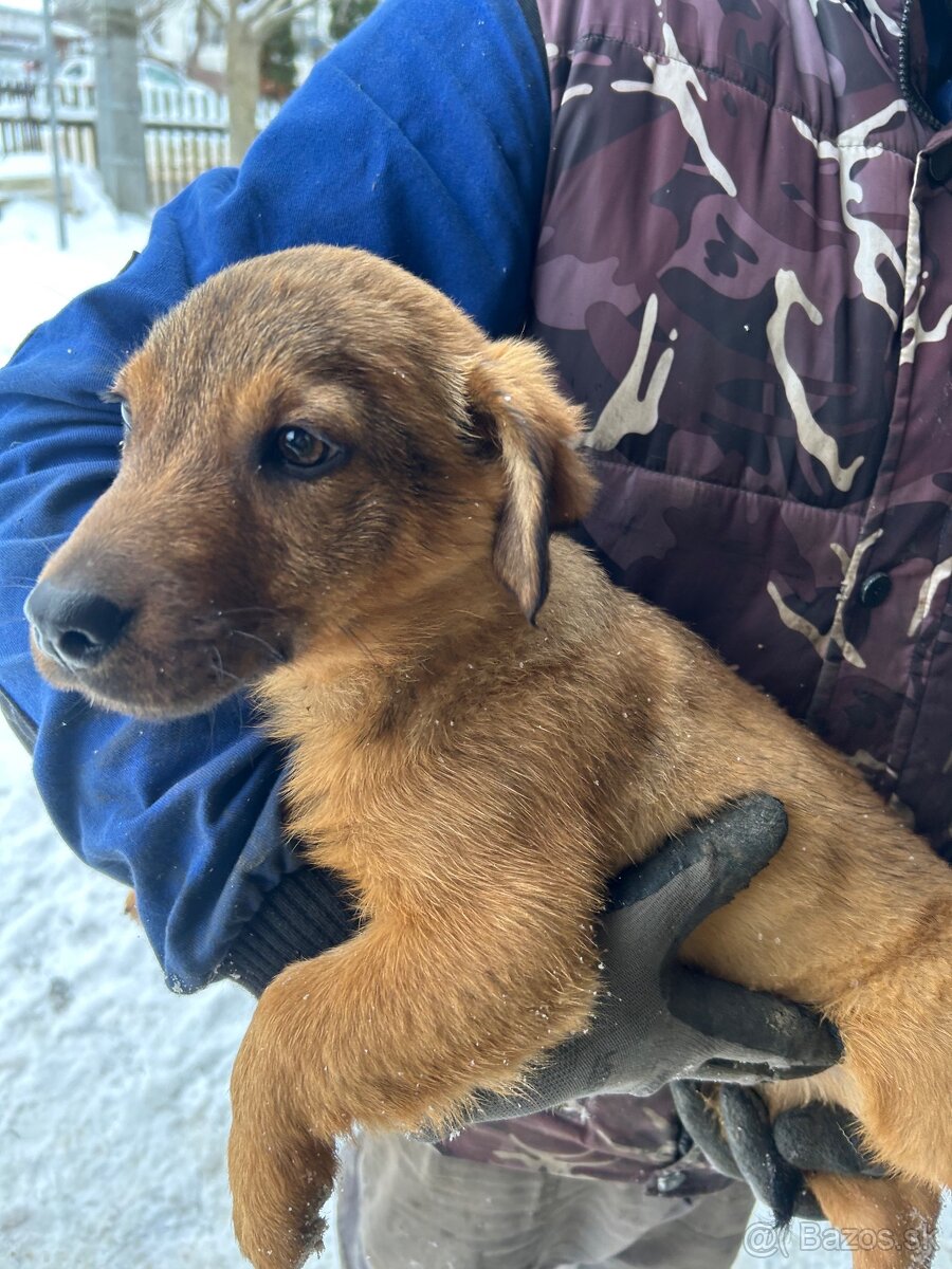Darujem šteniatko - 5