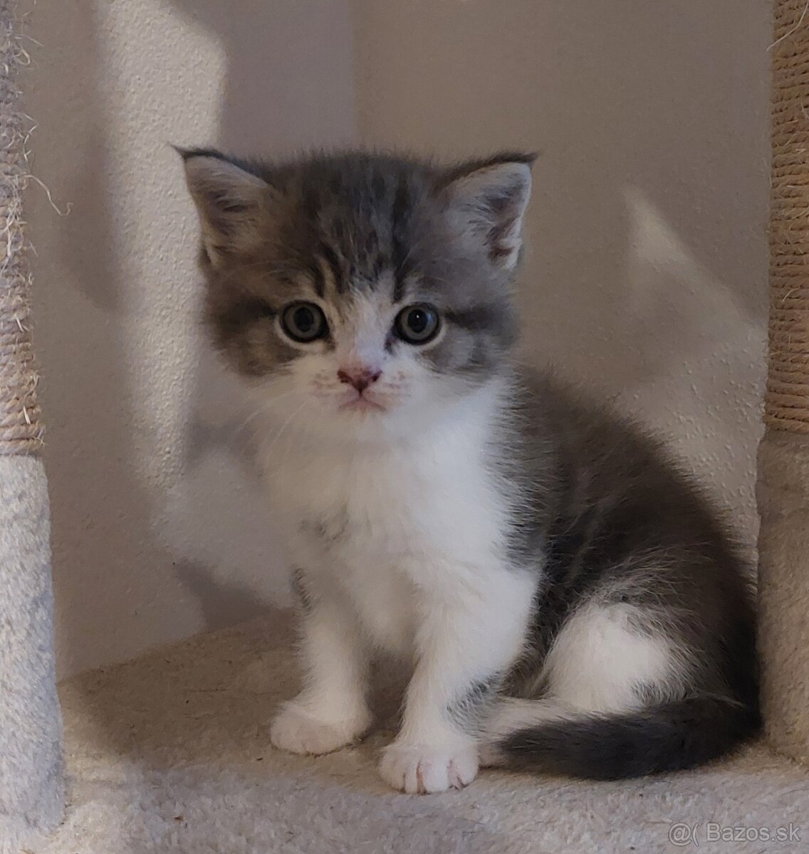 Britské mačiatka - 5