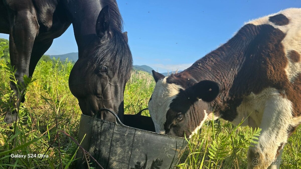 Predam 6r. kobylku - 5