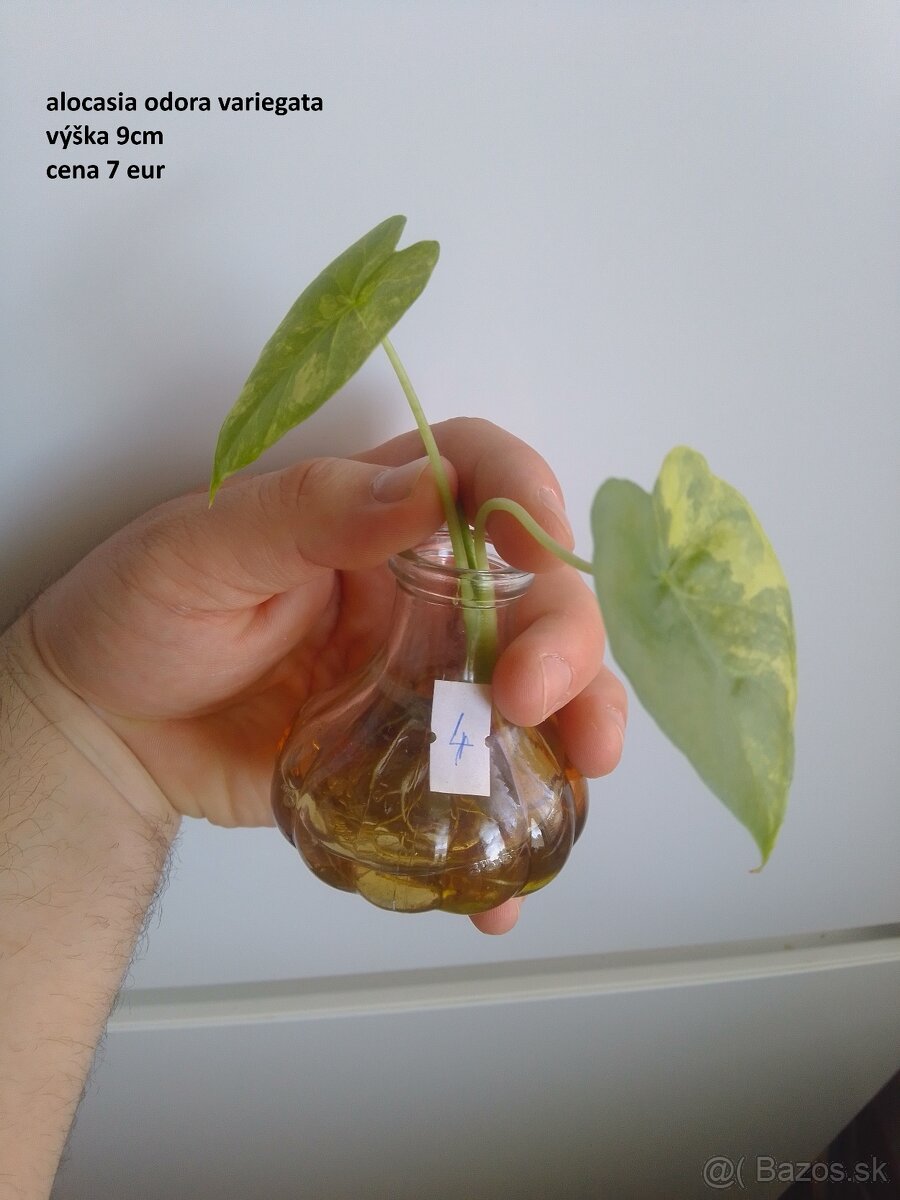 rastliny predaj - 5