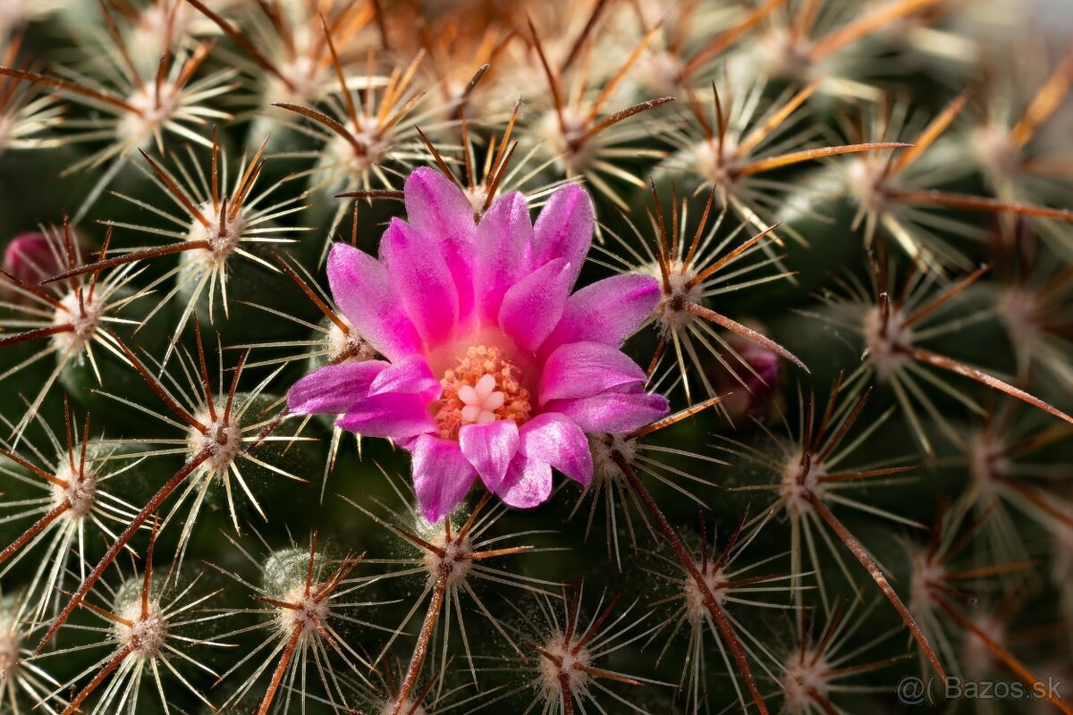Sony FE 90 mm F2.8 Macro G OSS - 5