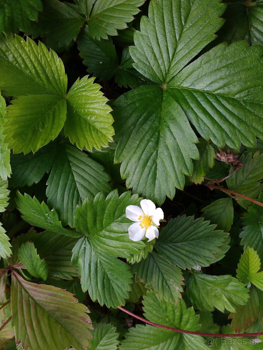 Sušené bylinky 1 - 5