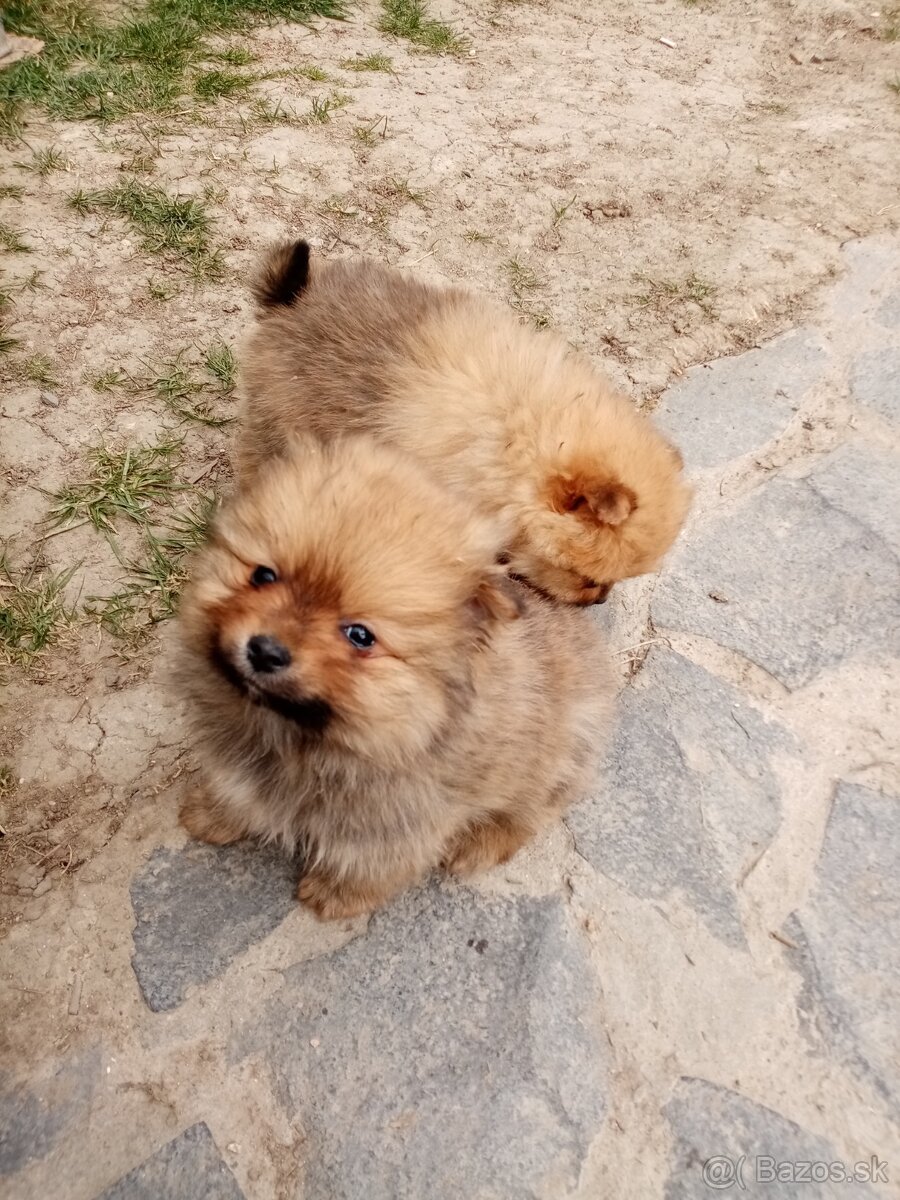 Oranžový špic - pomeranian - 5