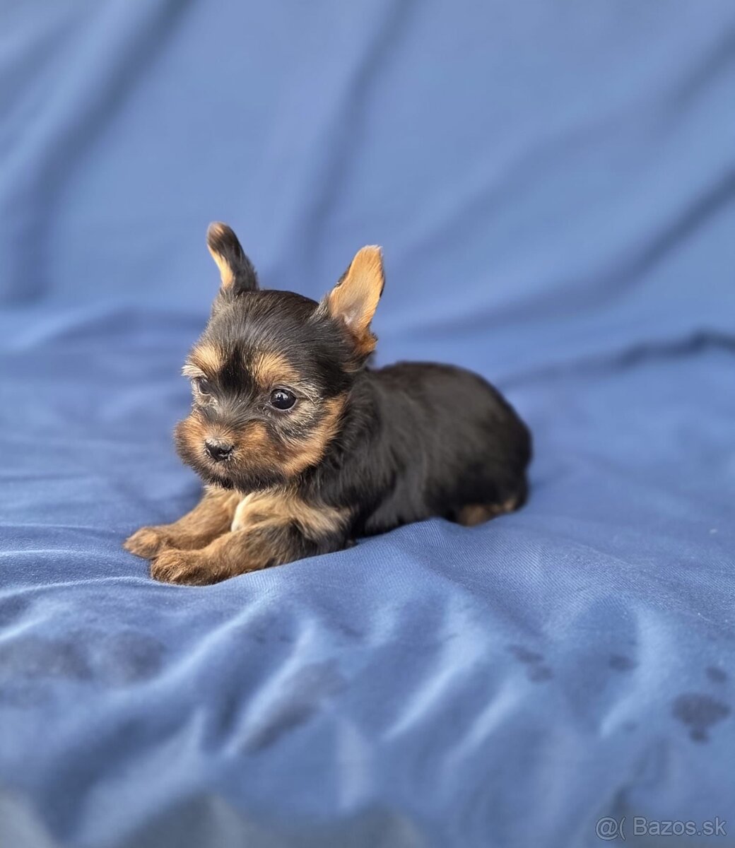 Yorkshirsky terier - 5