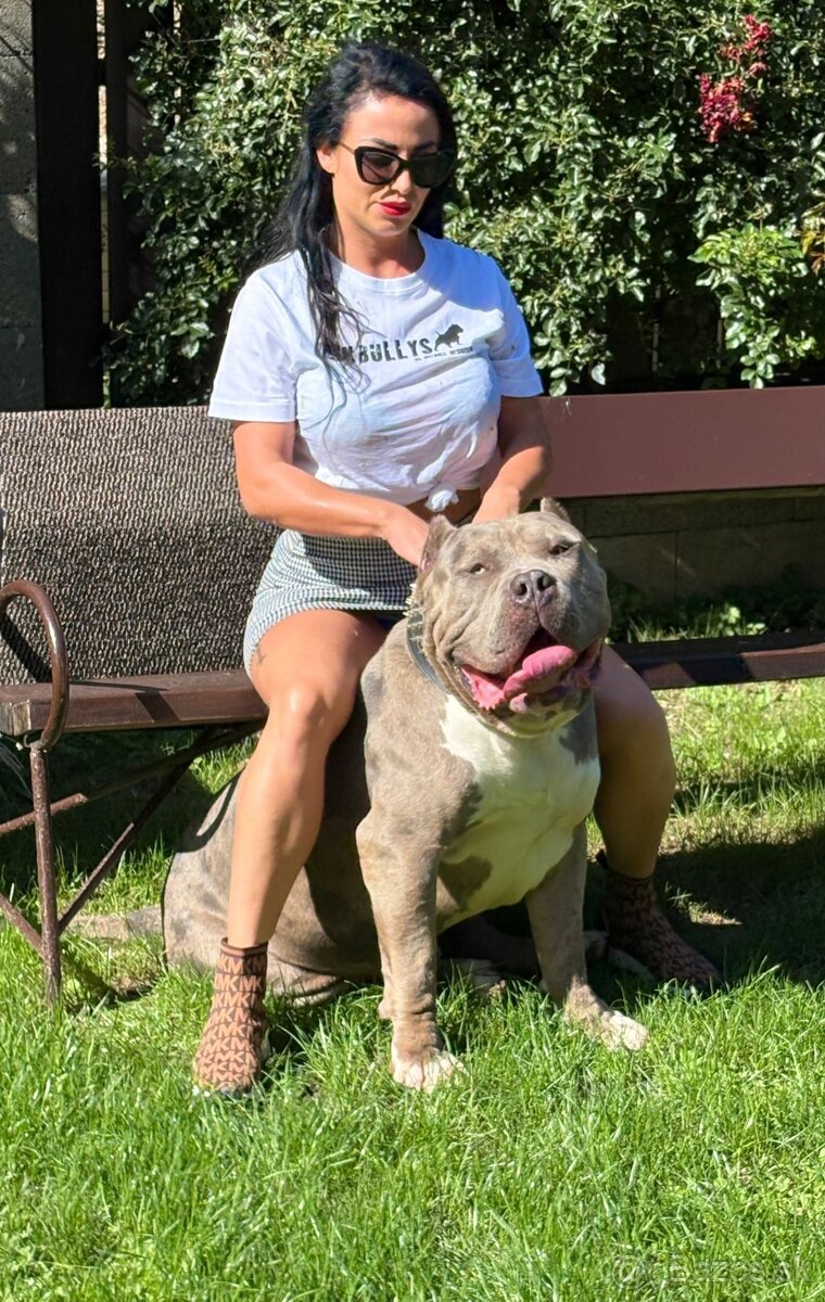 American bully xxl - 5