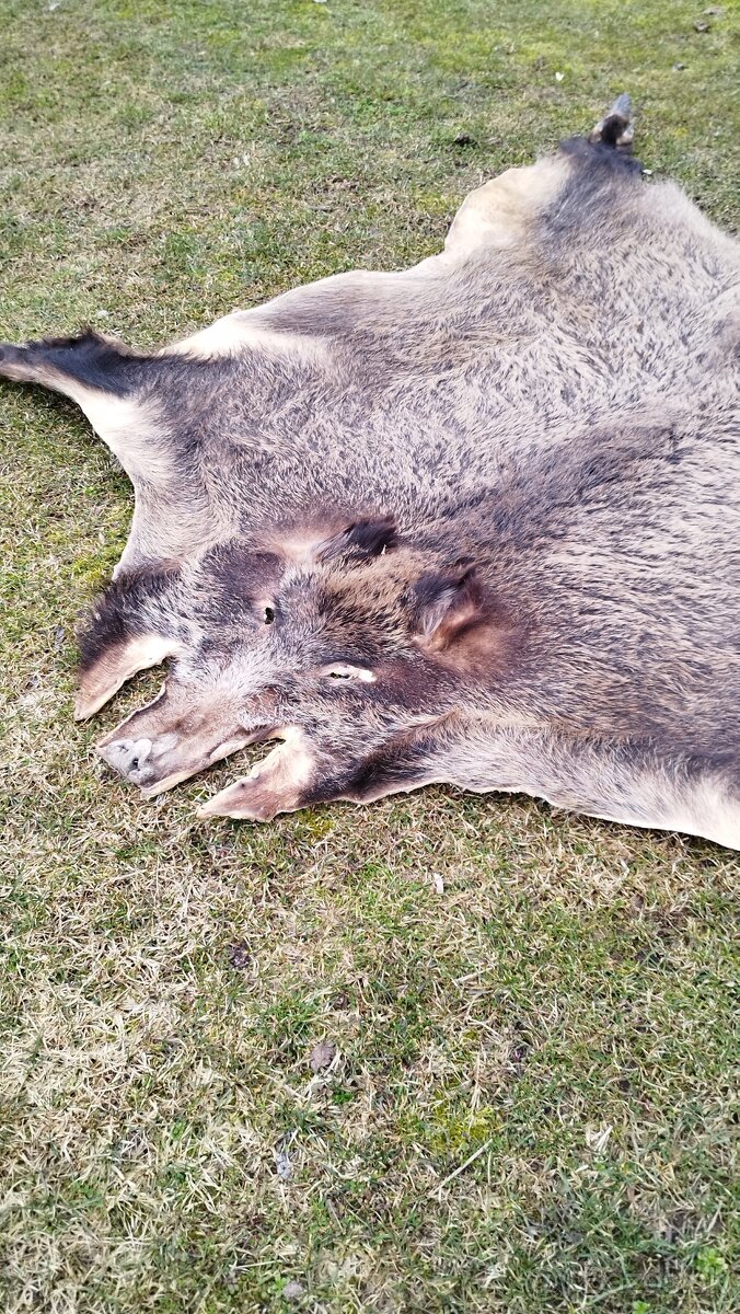 Predám vypracovanu kožu zlatého diviaka parožie zhody trofej - 5