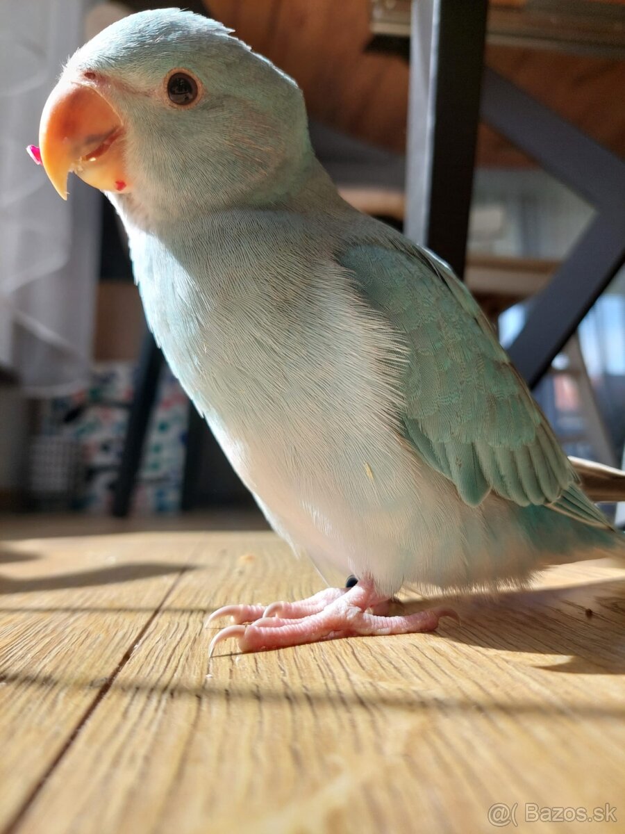 Alexander malý , aratinga slnečná KROTKY - 5