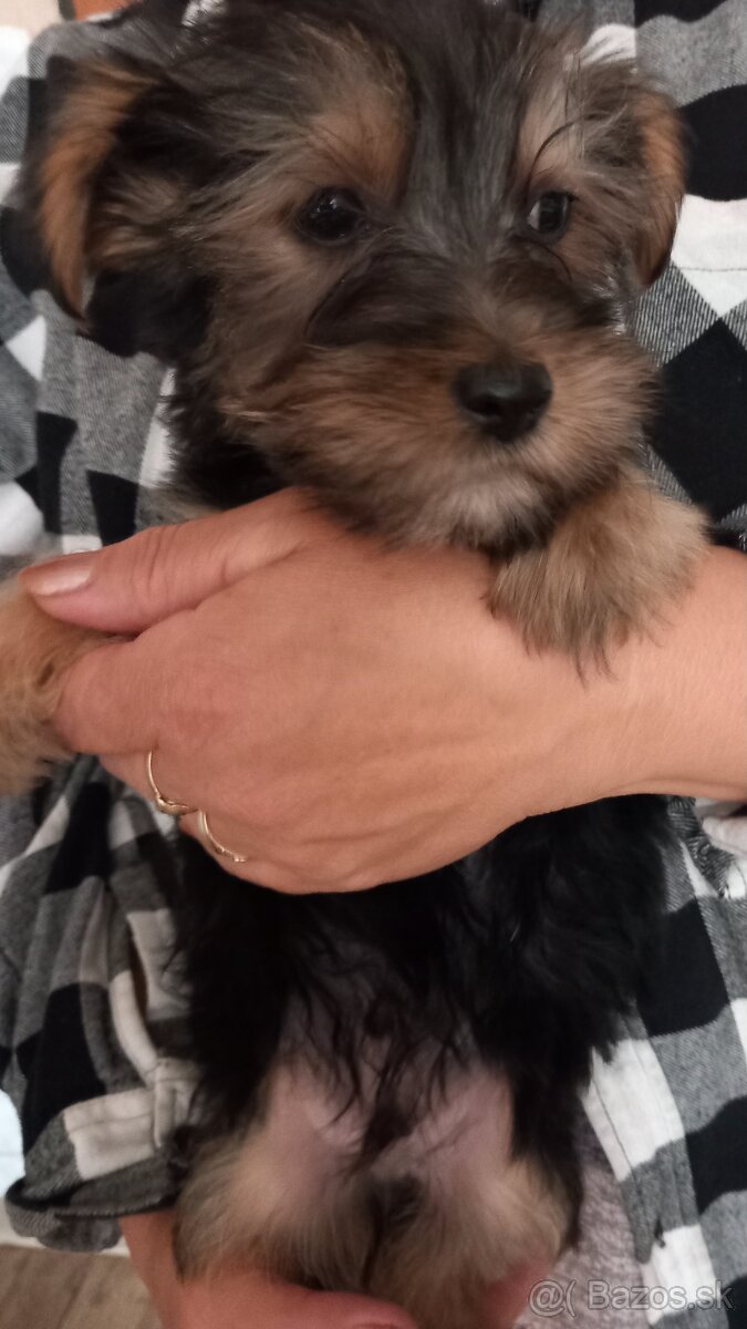 Yorkshire Terrier - 5