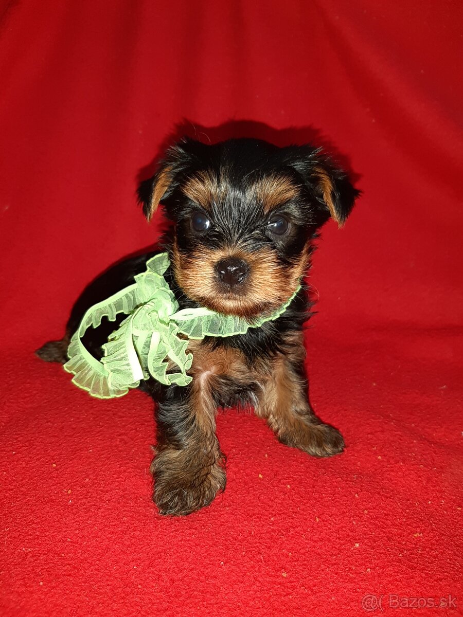Yorkshire terrier s preukazom povodu (rodokmen) - 5