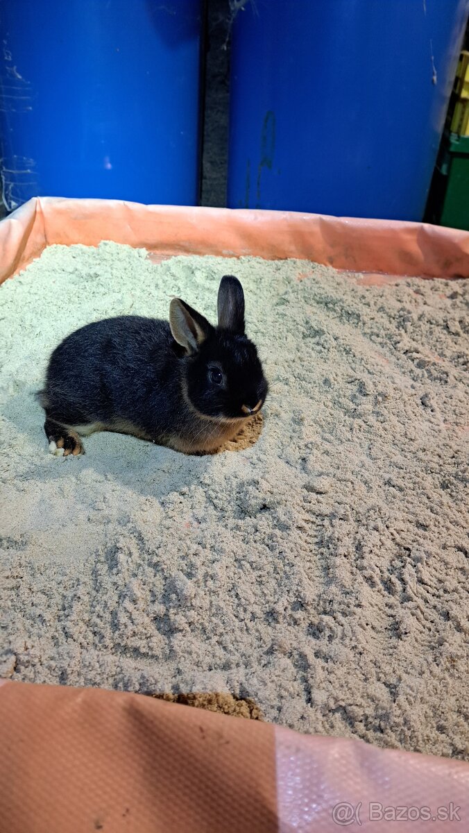 zakrslí kralik ohnivák - 5