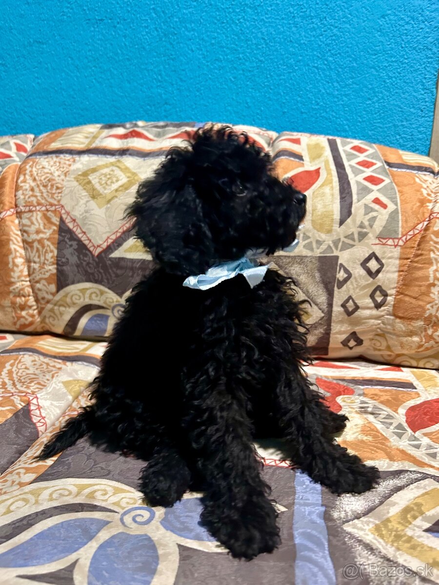 Pudel trpasličí - 5