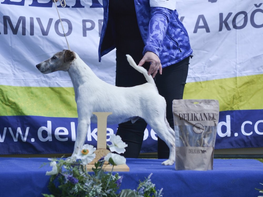 Foxteriér hladkosrstý od Hrubého lesa - 5