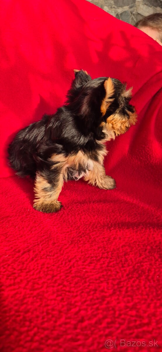 Yorkshirsky terier - 5