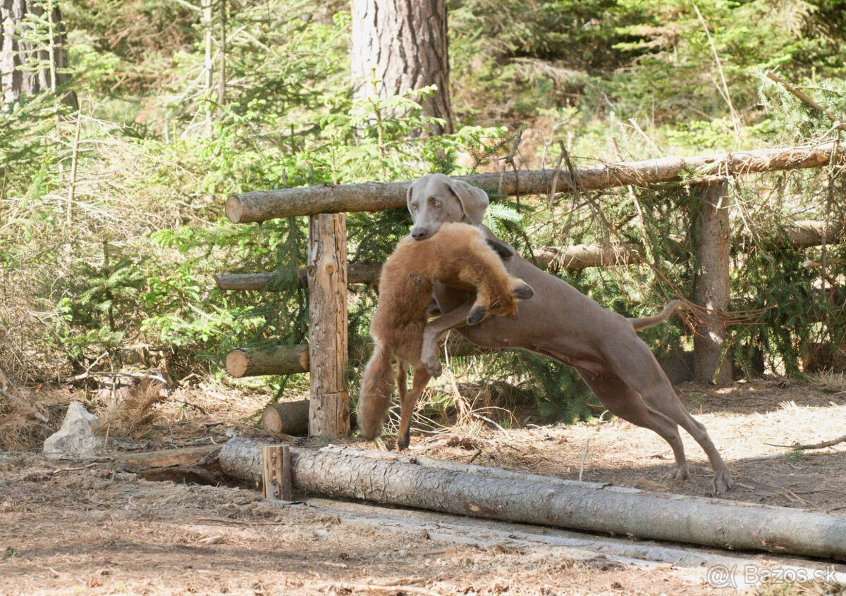 Weimarský krátkosrstý stavač - štěniatka s PP - 5