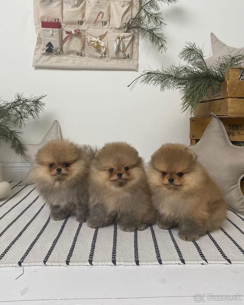 Pomeranian mini - 5