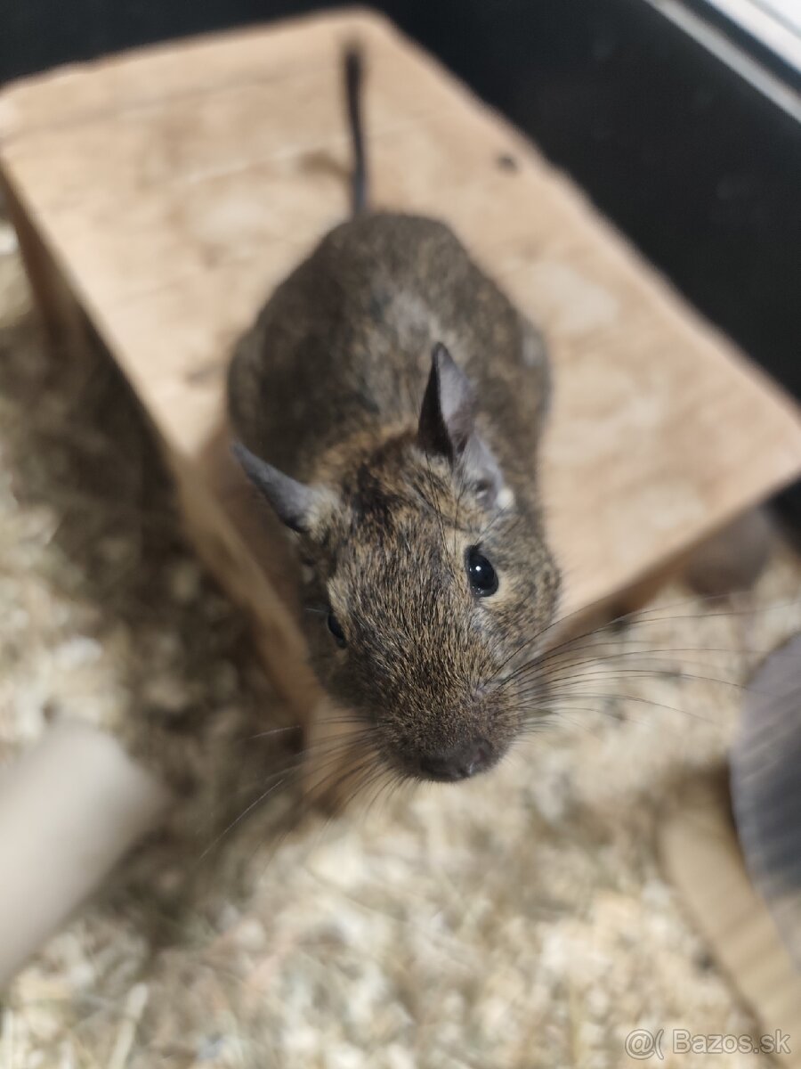 Osmaky degu - 5