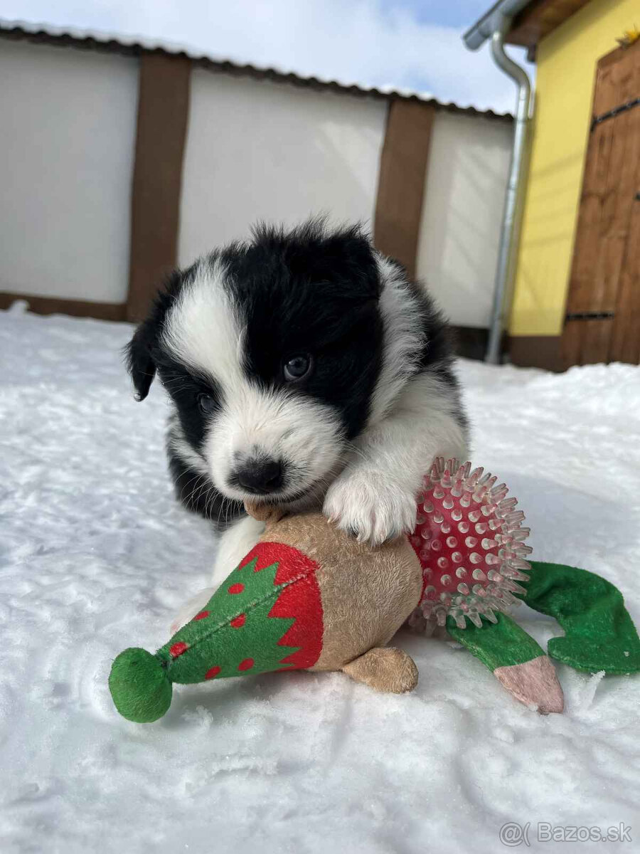 Border kólia s PP - 5