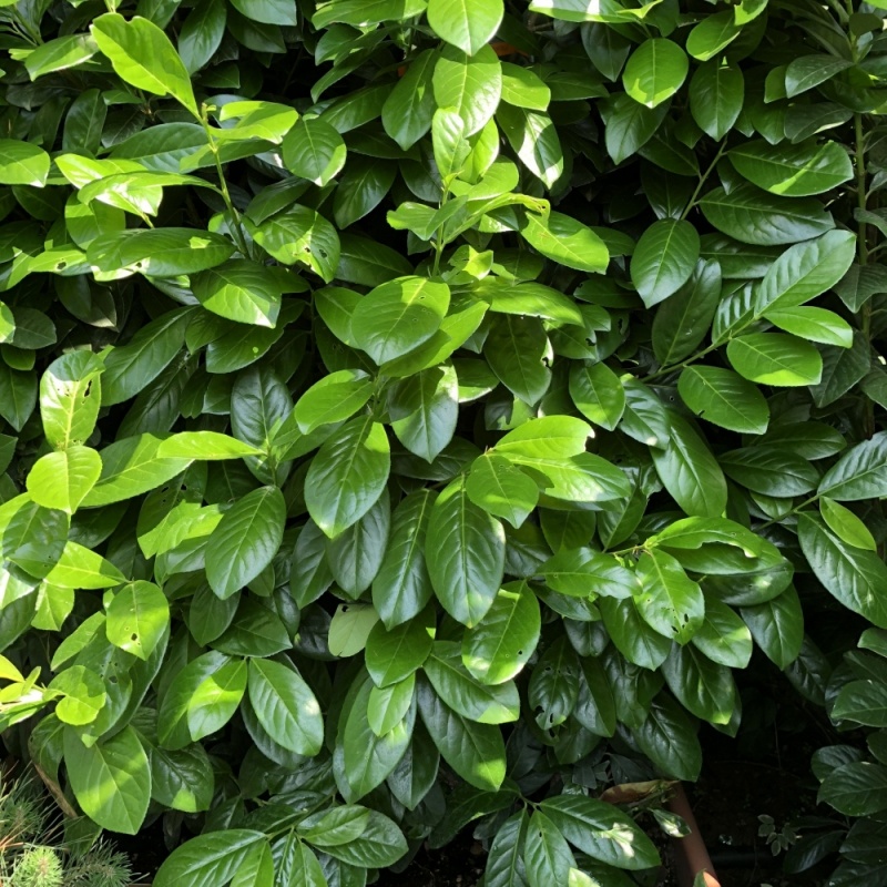 Vavrínovec lekársky Novita (Prunus laurocerasus Novita) - 5