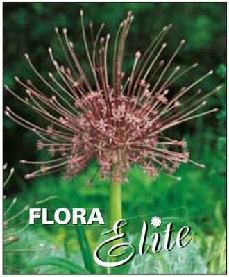 Okrasné cesnaky - cibuľky - 5