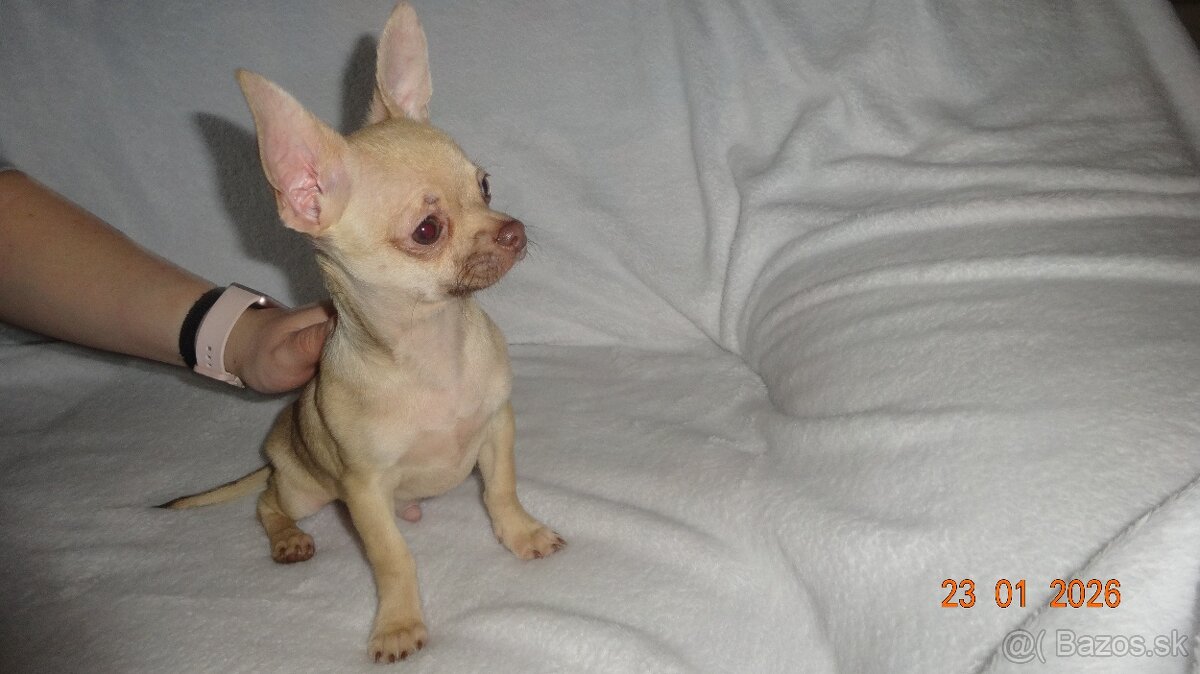 čivava krátkosrstá - 5