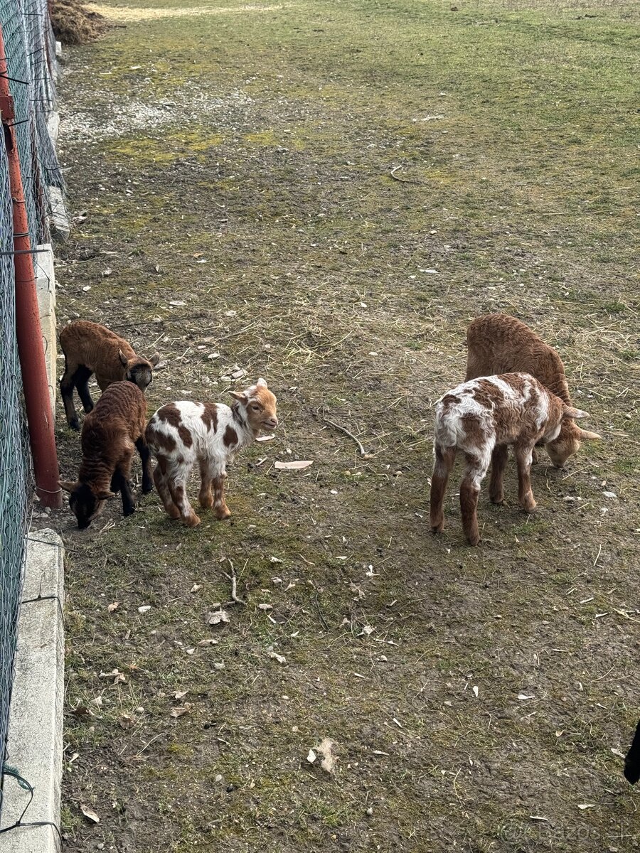 Predám Kamerunske jahňatá - 5