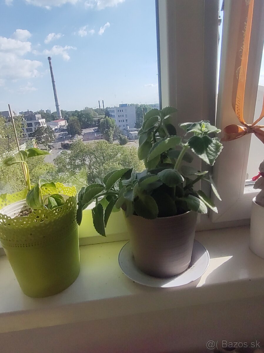Predám nadchovnik, aloe Vera, potos - 5