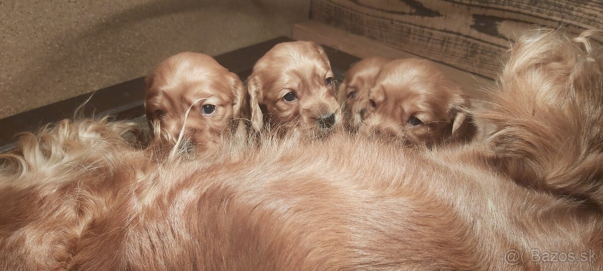 Anglický kokeršpaniel - 5