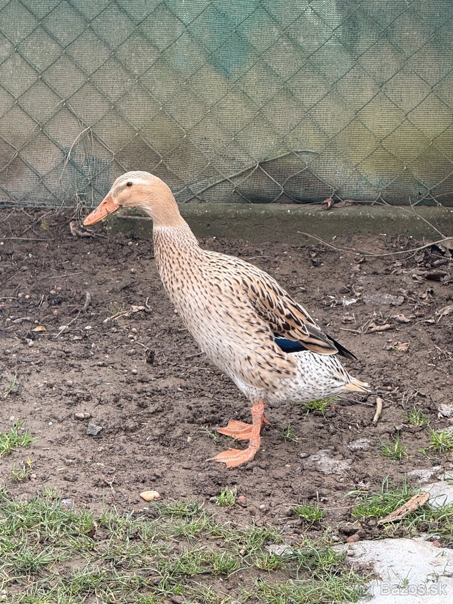 Indické bežce - párik - 5