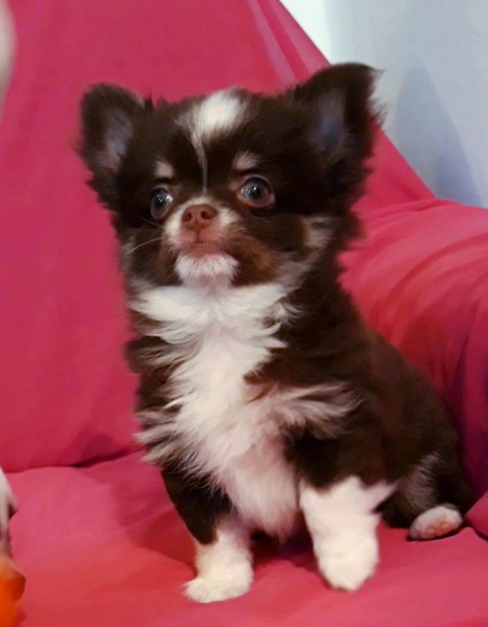 Čivava dlhosrstá - 1psík + 1fenka - 5