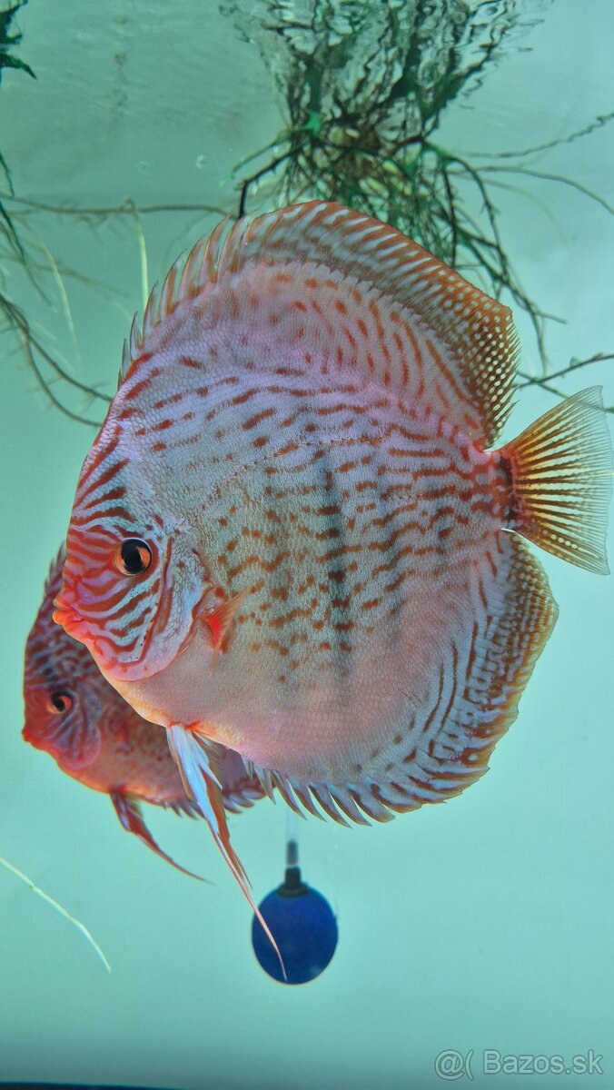 Tercovce - Discus - 5