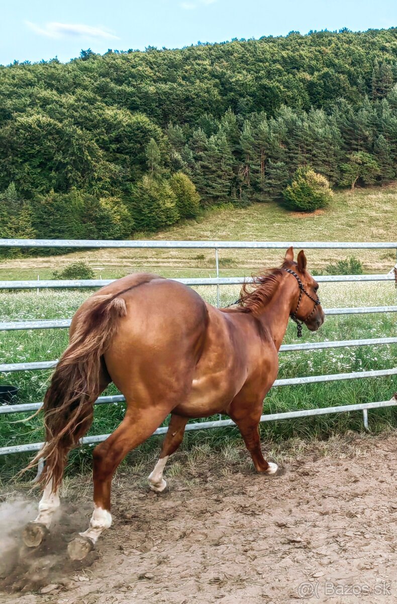 Mladý žrebec QH - 5