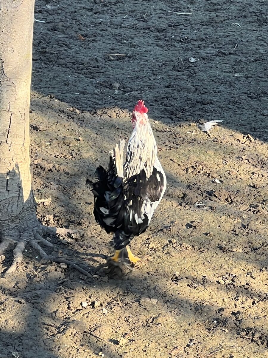 Liliputky Kohuty - 5