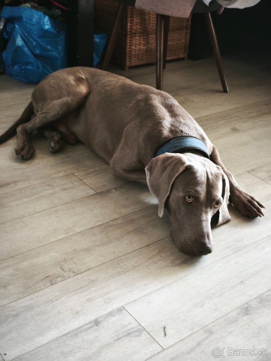 Weimarský stavač 2.ročný - 5