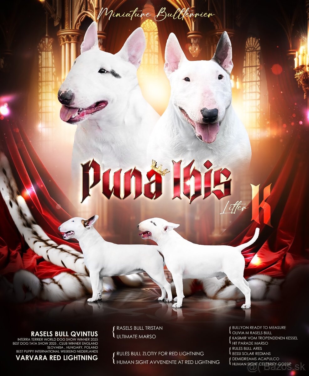Miniaturní bulteriér s Pp - 5
