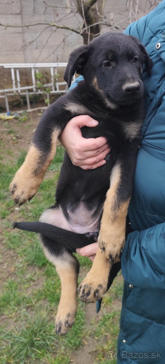 Nemecký ovčiak - 5