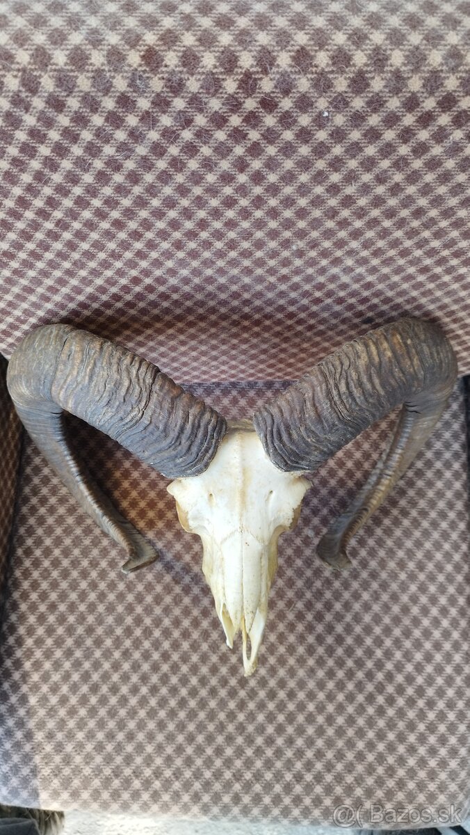 Predám trofej muflona parožie zhody trofeje - 5