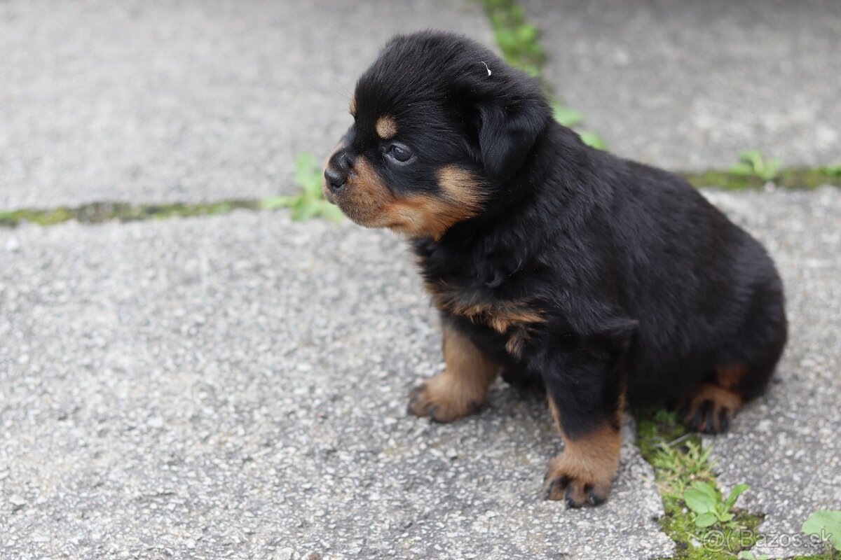 Rottweiler, rotvajler s PP - 5