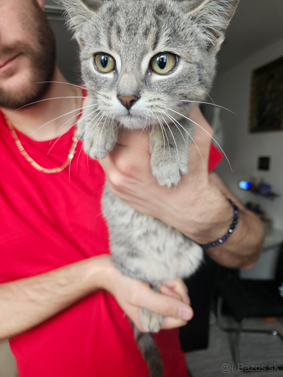 Podarujeme mačiatko - 5