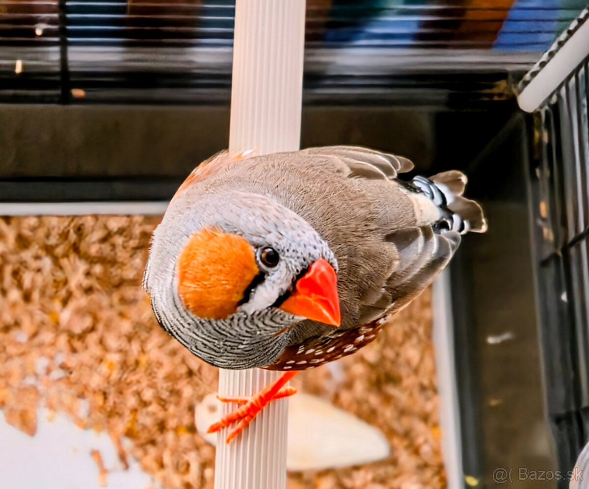 Zebricky maldý chovný pár - 5