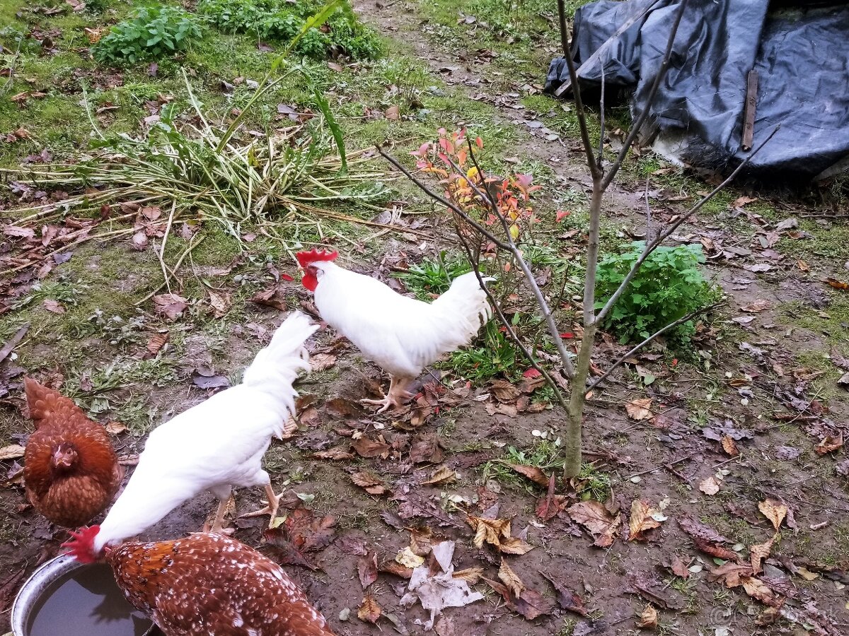 Predám - vymením kohúta leghorn - 5